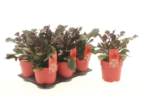Георгина LABELLA GRANDE CHOCOLATE RED