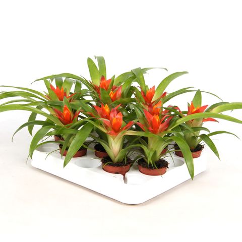 Guzmania 'Ritmo'