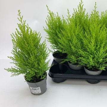 Cupressus macrocarpa 'Goldcrest Wilma'