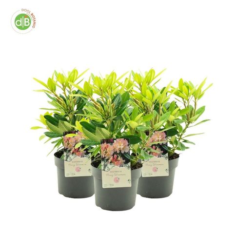 Rhododendron 'Percy Wiseman' (Y)