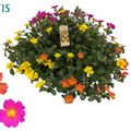 Portulaca MIX IN POT