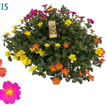 Portulaca MIX IN POT