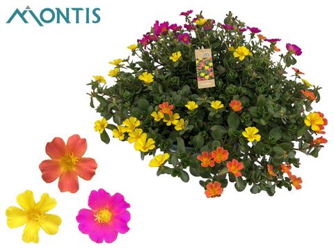 Portulaca MIX IN POT