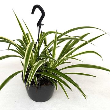 Chlorophytum comosum 'Irish'