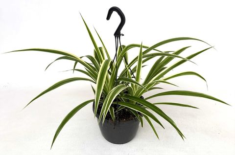 Chlorophytum comosum 'Irish'