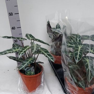 Alocasia BAMBINO VARIEGATA