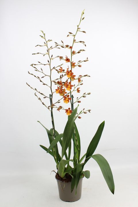 Oncidium Catatante