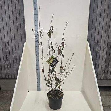 Cornus mas