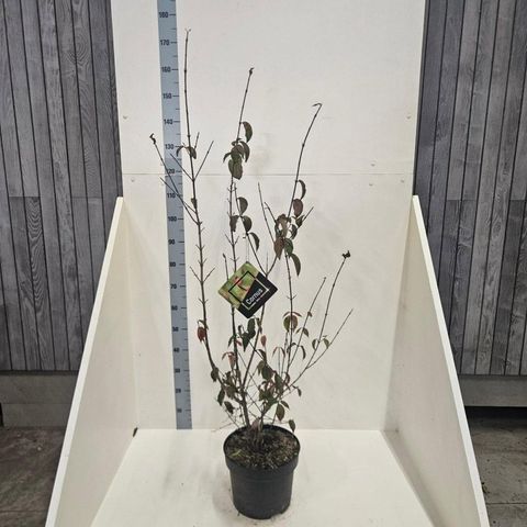 Cornus mas