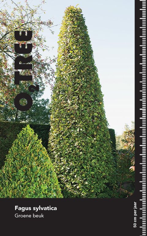 Fagus sylvatica