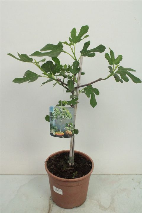 Ficus carica 'Bornholms Diamant'