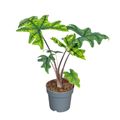 Alocasia 'Jacklyn'