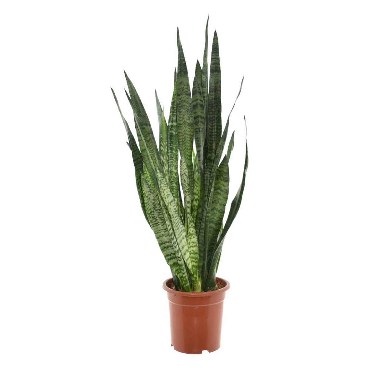 Sansevieria zeylanica — Plant Wholesale FlorAccess