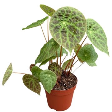 Begonia phuthoensis