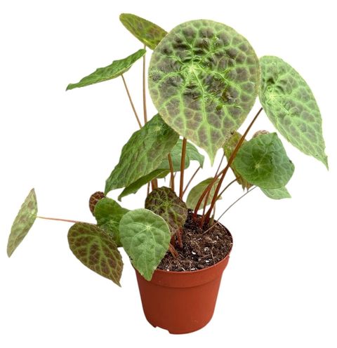 Begonia phuthoensis
