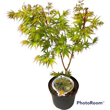 Acer palmatum 'Sangokaku'