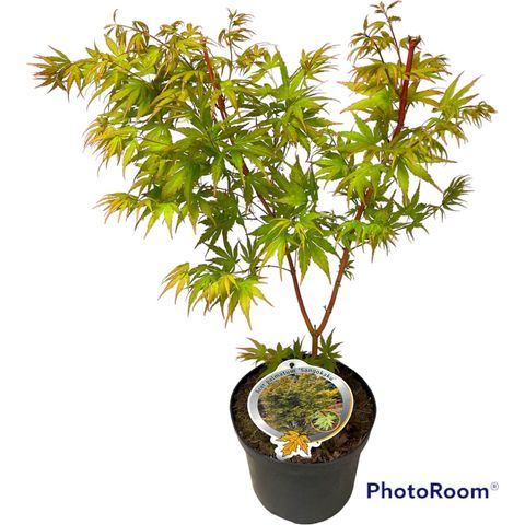 Acer palmatum 'Sangokaku'