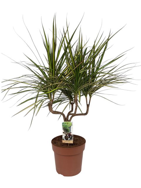 Dracaena marginata 'Sunray'
