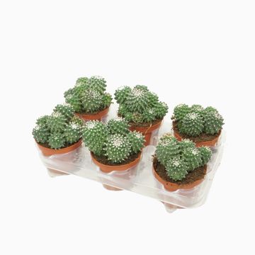 Mammillaria polythele 'Toluca'