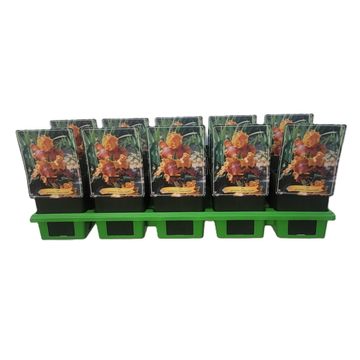 Iris 'Golden Muffin'