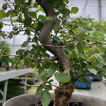 Carpinus coreana