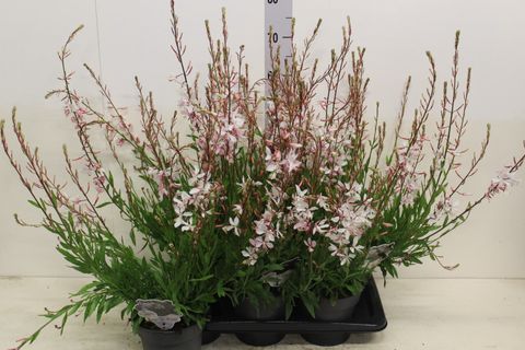 Gaura lindheimeri 'White Dove'