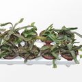 Euphorbia stellata
