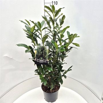 Prunus laurocerasus ELLY