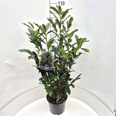 Prunus laurocerasus ELLY