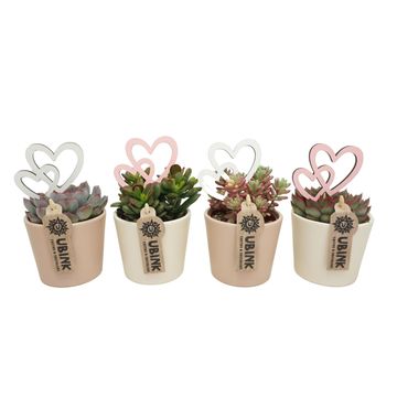 Succulents MIX IN POT