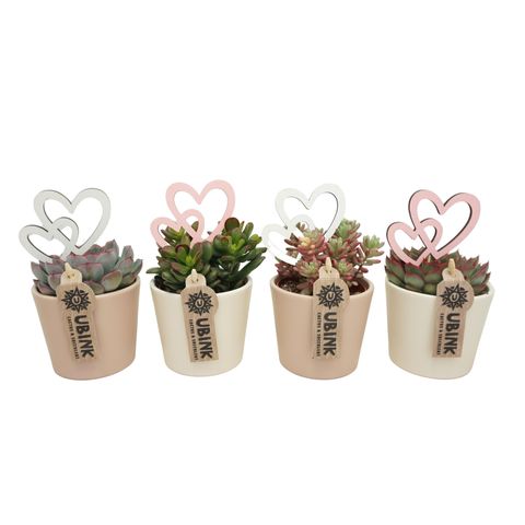 Succulents MIX IN POT