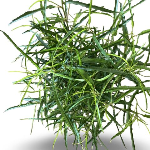 Frangula alnus FINE LINE