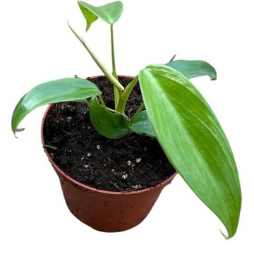 Filodendron longilobatum 'Lelano Miyano'