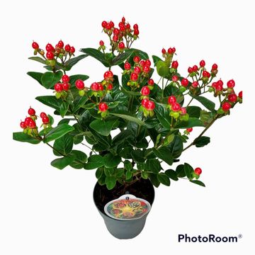 Hypericum MIRACLE ATTRACTION