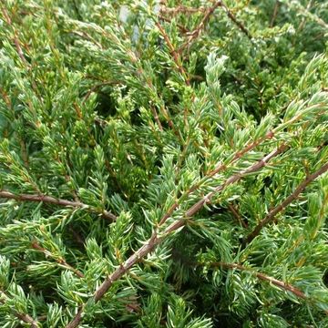 Juniperus communis 'Repanda'