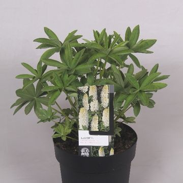 Lupinus WEST COUNTRY POLAR PRINCESS