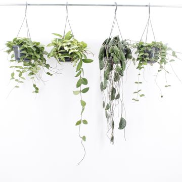 Hoya MIX