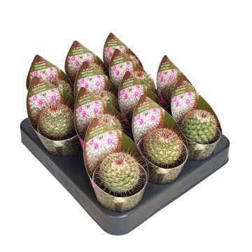 Mammillaria bombycina