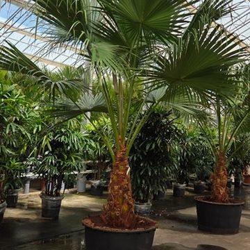 Livistona chinensis