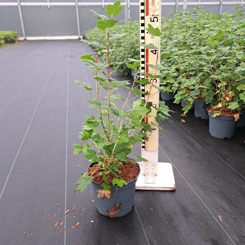 Ribes sanguineum AMORE