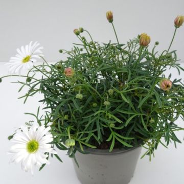 Brachyscome multifida