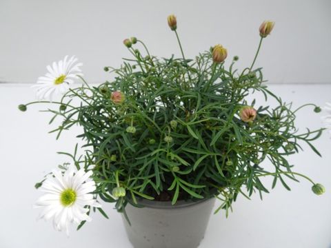 Brachyscome multifida