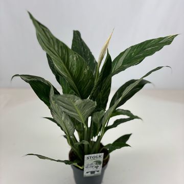 Spathiphyllum DIAMOND VARIEGATA