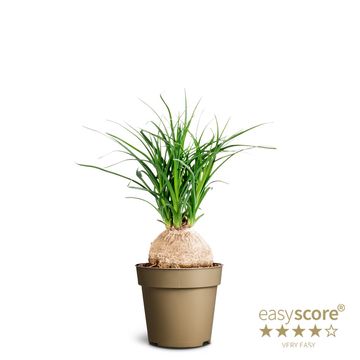 Beaucarnea recurvata