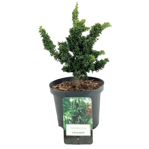 Chamaecyparis Obtusa Chirimen Groothandel In Planten FlorAccess