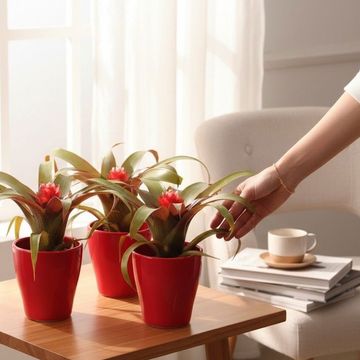 Guzmania 'Priscilla'
