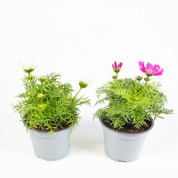Cosmos bipinnatus MIX