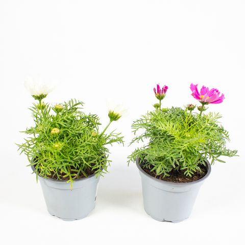 Cosmos bipinnatus MIX