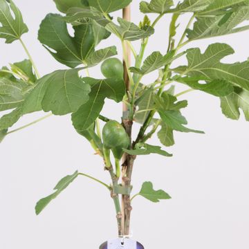 Ficus carica