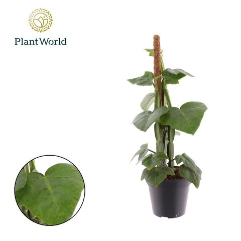 Cissus quadrangularis